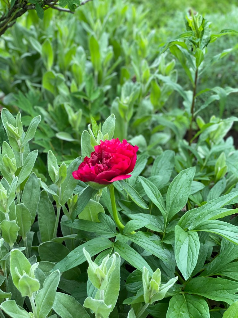 This lovely flower doesn’t worry about returning to pre pandemic social conventions.