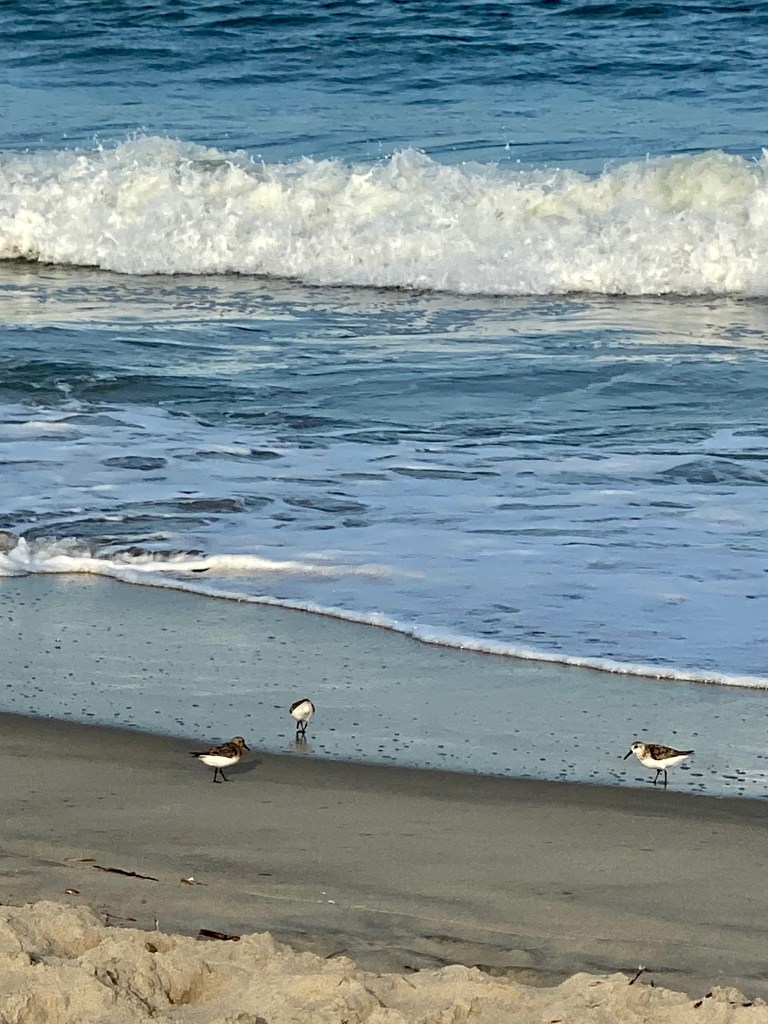 Beach at Chincoteague Island.
